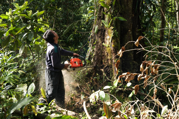 Tree and Shrub Care in La Mesa, CA