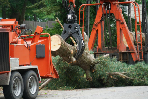 Best Tree Preservation Services  in La Mesa, CA