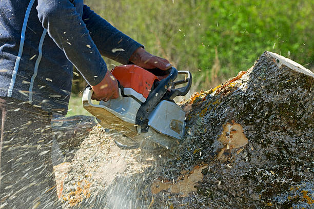 Best Hazardous Tree Removal  in La Mesa, CA